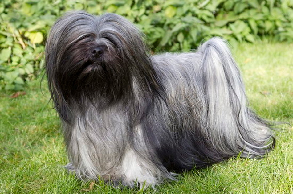 Langhaarige Hunde: Wesentliche Pflege und wichtige Produkte