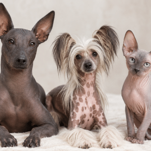 Shampoo für empfindliche Haut