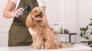 Langhaarige Hunde: Wesentliche Pflege und wichtige Produkte